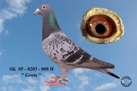 SK  05 - 0203 - 808  H