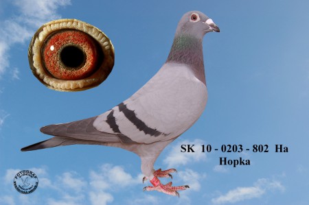 SK  10 - 0203 - 802  Ha