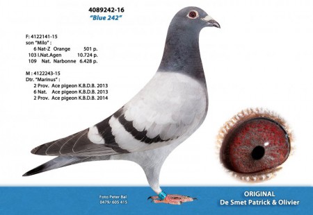 Belg  16 - 4089242  He