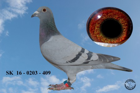 SK  16 - 0203 - 409 