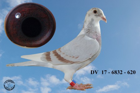 DV  17 - 6832 - 620  H